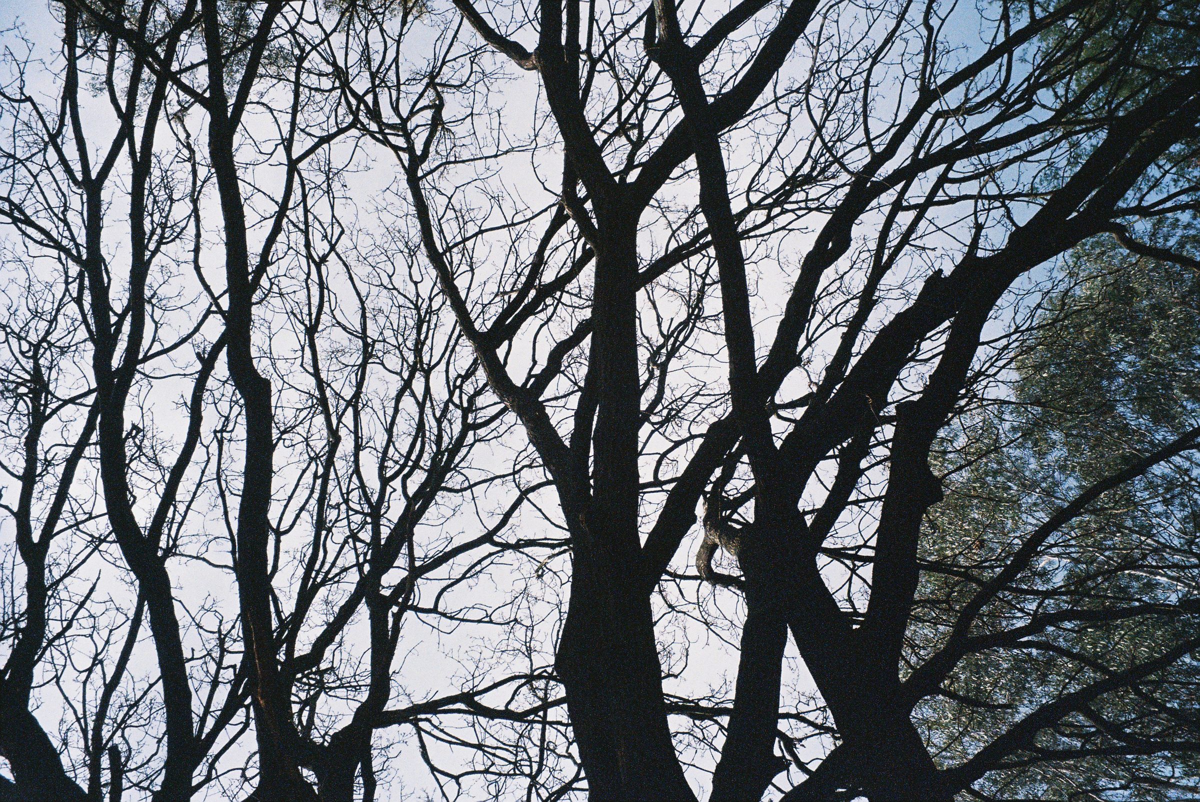 bare trees against a pale sky, a small figure climbing in the branches